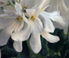  Lunar Lily-white