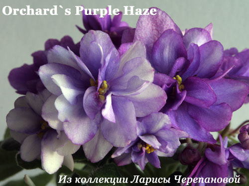  Orchard's Purple Haze 
