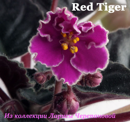  Red Tiger 