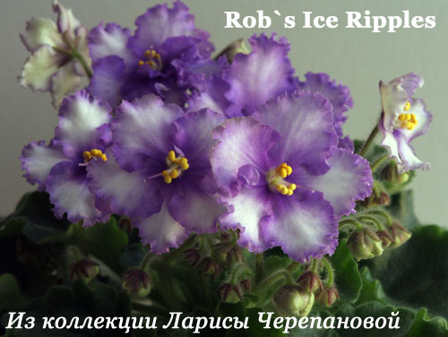  Rob's Ice Ripples 