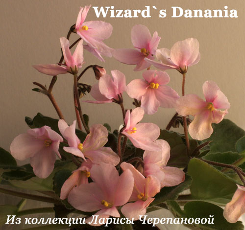  Wizard's Danania 