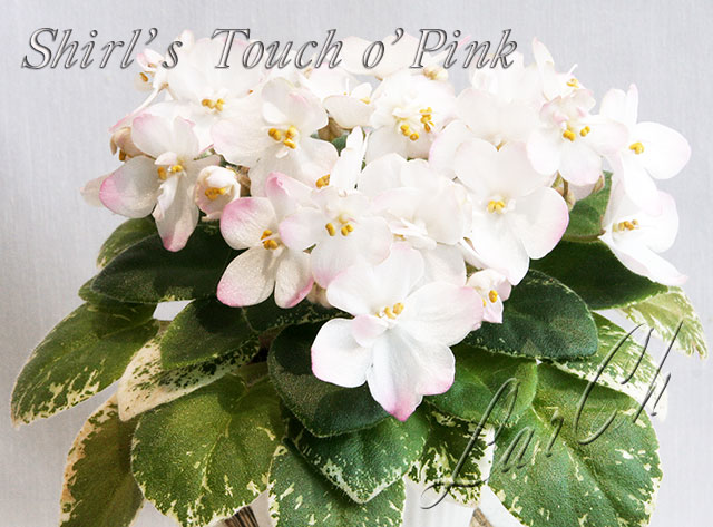  Shirl's Touch o'Pink 