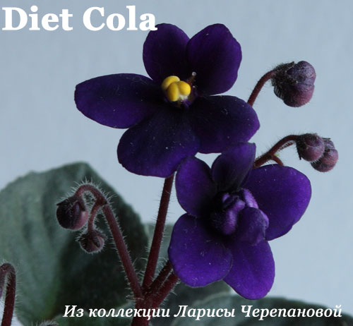  Diet Cola 