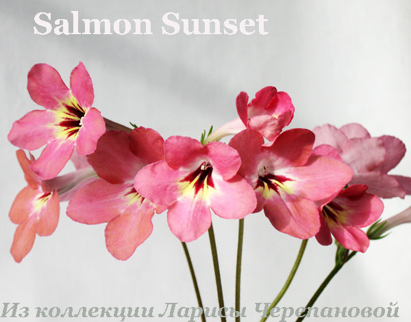  Salmon Sunset 