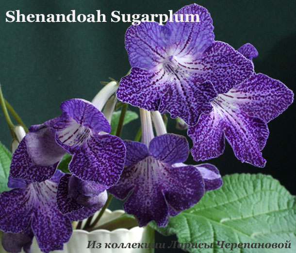  Shenandoah Sugarplum 