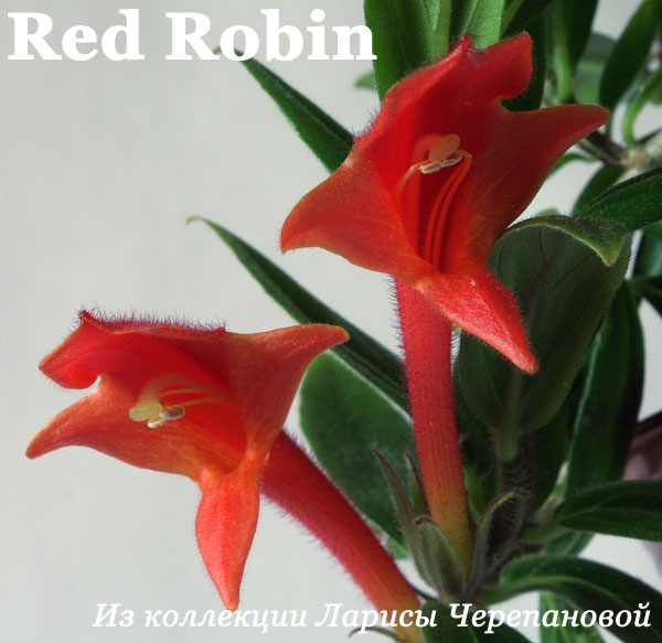  Red Robin 