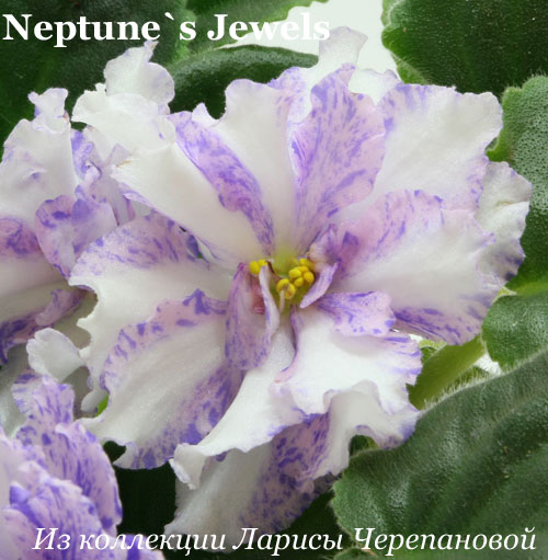 Neptune's Jewels () 