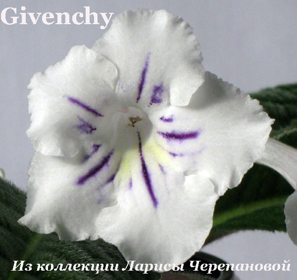 Givenchy 