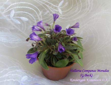Фиалка Фото Campanas Moradas Фиалка Фото Campanas Moradas