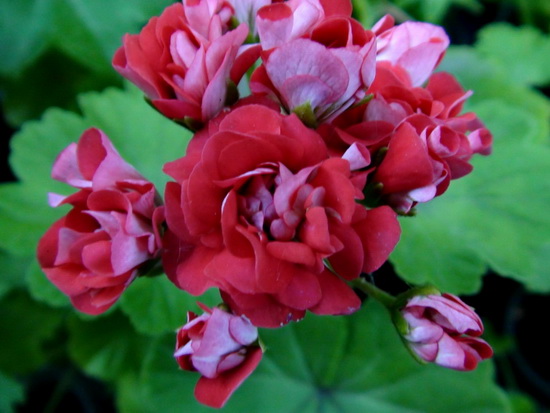  Pink Rambler 