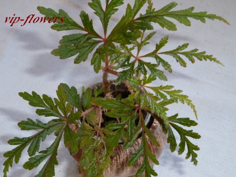  Begonia incisa =U076 = Begonia polilloensis 