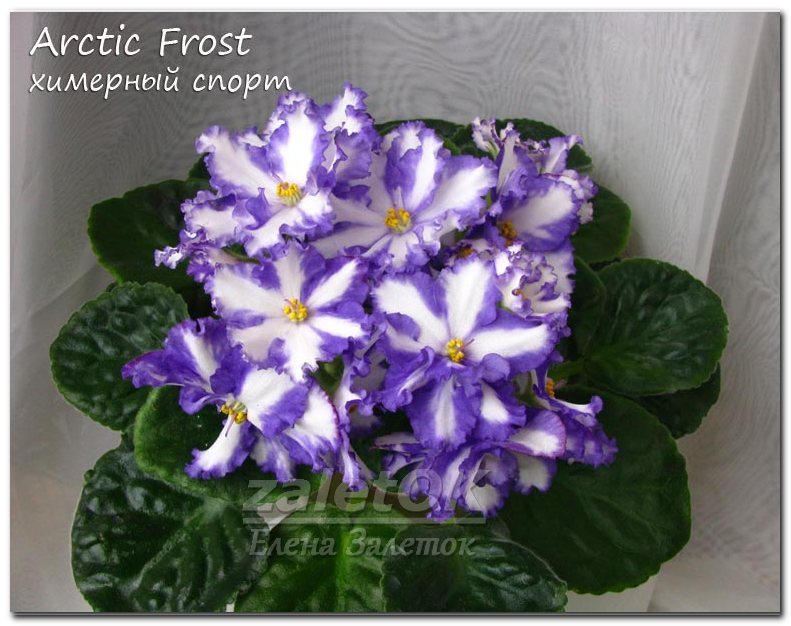  Jenny's Delight (  Arctic Frost) 