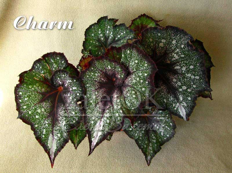  begonia Charm 