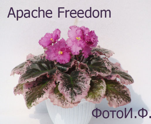  Apache Freedom 