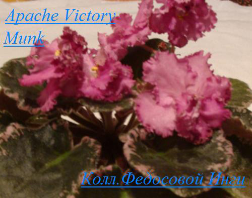  Apache Victory 