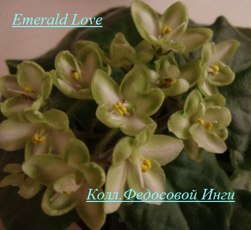  Emerald Love 