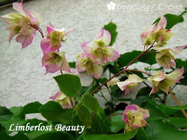  Limberlost Beauty 
