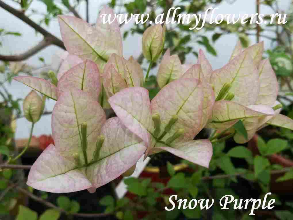  Snow Purple 