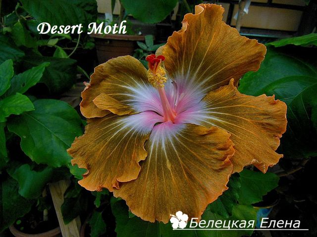  Desert Moth 