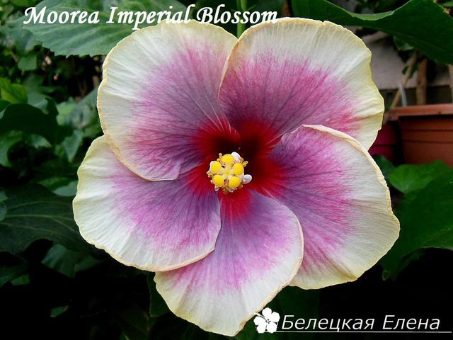  Moorea Imperial Blossom 