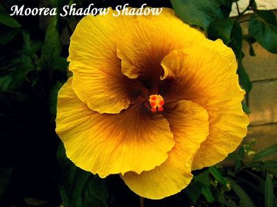  Moorea Shadow Shadow 