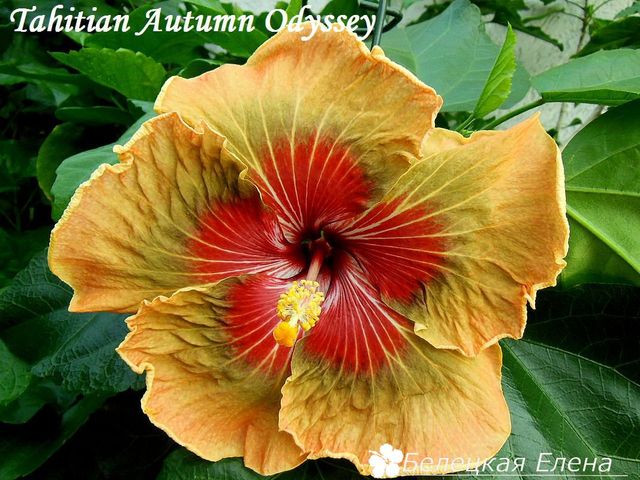  Tahitian Autumn Odyssey 