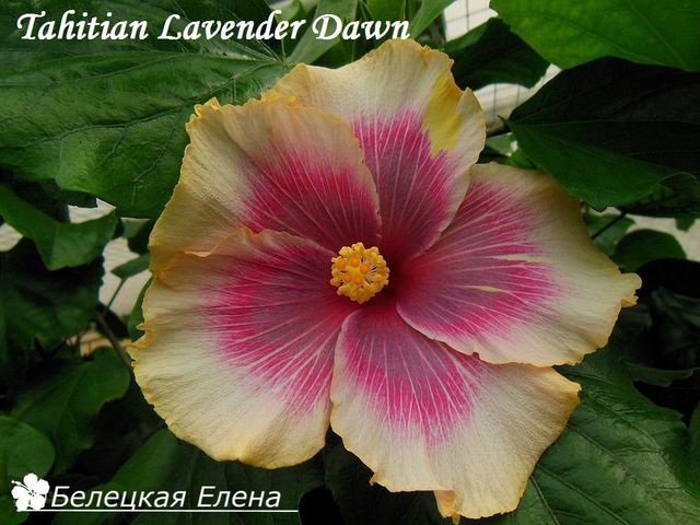  Tahitian Lavender Dawn 