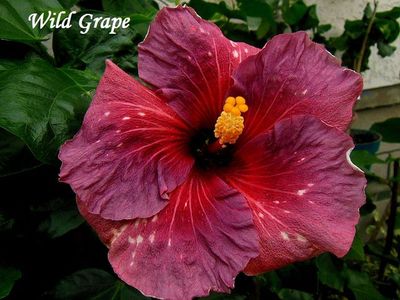  Wild Grape 