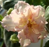 Фиалка Sunkissed Rose