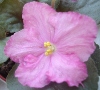 Фиалка Pretty 'n Pink