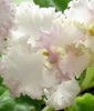 Фиалка Lime Jewel