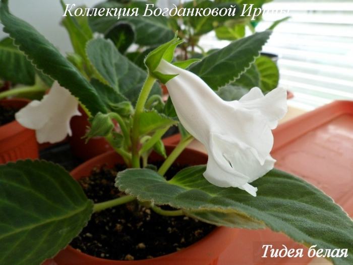 Тидея - не глоксиния