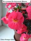 Ахименес Tetra Orange Glow