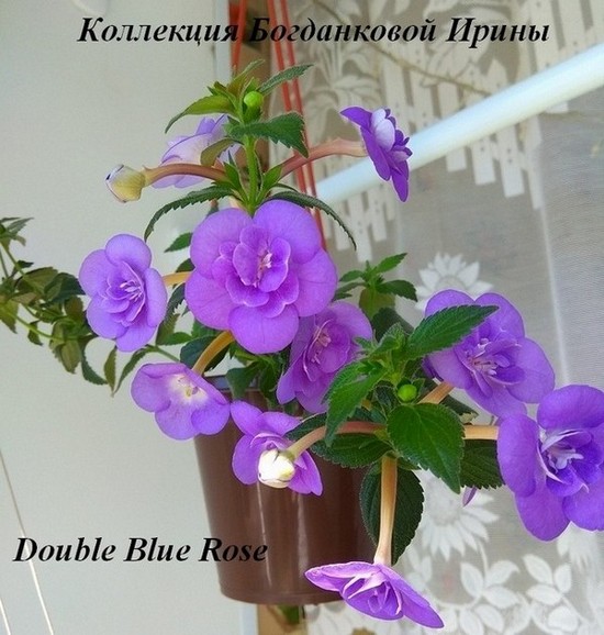  Double Blue Rose 