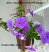 Ахименес Double Blue Rose