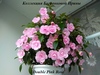 Ахименес Double Pink Rose