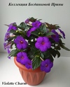 Ахименес Violette Charm