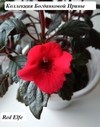 Ахименес Red Elfe