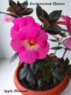 Ахименес Apple Blossom