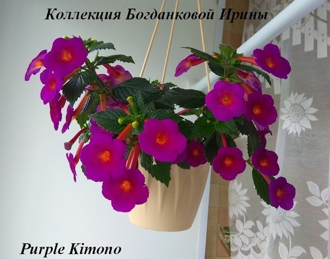 Purple Kimono 