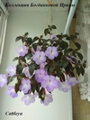 Ахименес Cattleya