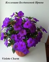 Ахименес Violette Charm