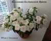 Ахименес White Christmas