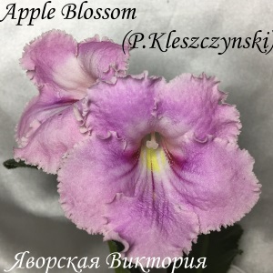  Aplle Blossom 