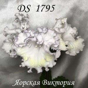  DS 1795 