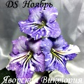 Стрептокарпус DS Ноябрь