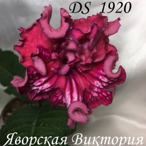  DS 1920 