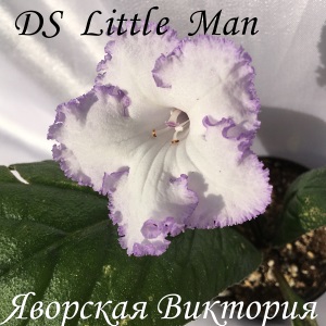  DS-Little Man, 2004 
