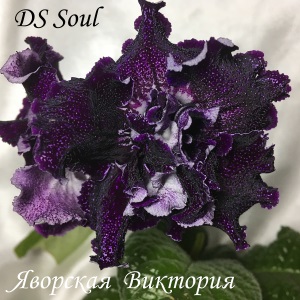  DS-Soul 
