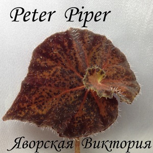  Peter Piper 